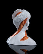 Buste Anatomique en Spirale